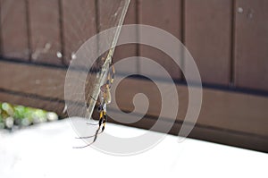 Side View of a Banana Spider on Its Web