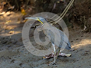 Side view of bare-throated tiger heron (Tigrisoma mexicanum) standing on river embankment