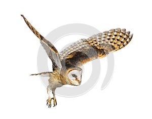 Side view of a Barn Owl, nocturnal bird of prey, flying