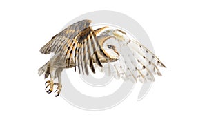 Side view of a Barn Owl, nocturnal bird of prey, flying wings spread, Tyto alba, isolated on withe