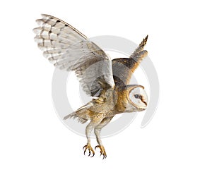 Side view of a Barn Owl, nocturnal bird of prey, flying wings spread, Tyto alba, isolated on withe