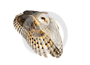 Side view of a Barn Owl, nocturnal bird of prey, flying wings spread, Tyto alba, isolated on withe