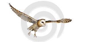 Side view of a Barn Owl, nocturnal bird of prey, flying wings spread, Tyto alba, isolated on withe