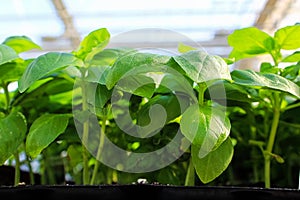 Side view of basil plants growing in containers