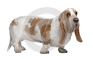 Side view of Basset Hound, standing
