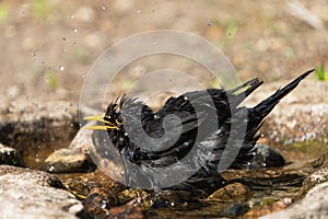 Side view of bathing blackbird