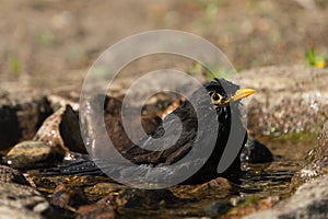 Side view of bathing blackbird