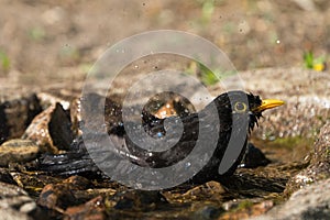 Side view of bathing blackbird