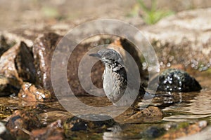 Side view of bathing eurasian lesser whitethroat