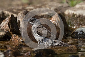 Side view of bathing eurasian lesser whitethroat