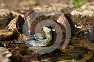 Side view of bathing great tit