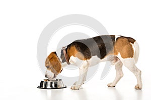 side view of beagle dog eating dog food isolated on white