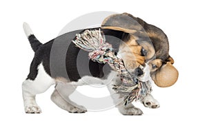 Side view of a Beagle puppy playing with a Rope toy, isolated