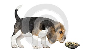 Side view of a Beagle puppy sniffing a turtle photo