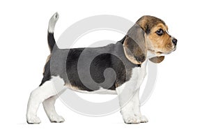 Side view of a Beagle puppy standing, isolated