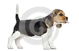 Side view of a Beagle puppy standing, sticking the tongue out