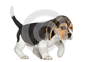 Side view of a Beagle puppy walking, isolated