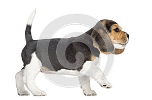 Side view of a Beagle puppy walking, pawing up, isolated