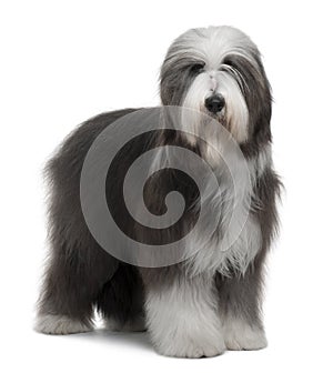 Side view of Bearded Collie, 1 Year Old, standing