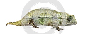 Side view of a Bearded leaf chameleon