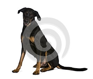 Side view of Beauceron dog, sitting