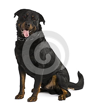 Side view of Beauceron dog, sitting and panting