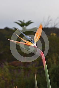 Side view of a beautiful bird of paradise flower