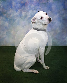 Side View of a Beautiful Mixed Breed Adult Dog Sitting