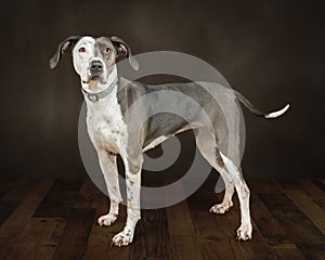 Side View of a Beautiful Mixed Breed Adult Dog Standing