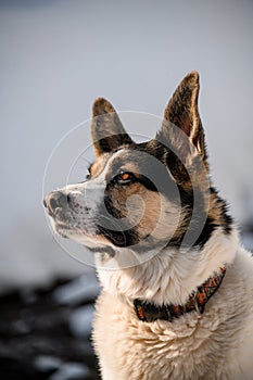 Side view of beautiful mixed-breed dog Laika sits still and looks away.