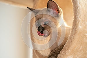 Side view of a beautiful Siamese kitten licking a cat house