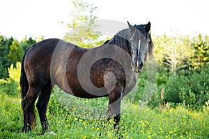 Side View of a Beautiful Strong horse in nature