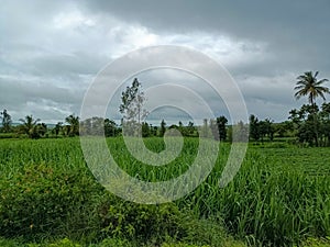 Side view of Beautiful sugarcane farmland surrounded by green trees with dark clouds on background. Picture capture during monsoon