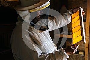 Side view of beekeeper examining honey bee hive frame with cells filled with honey and pollen