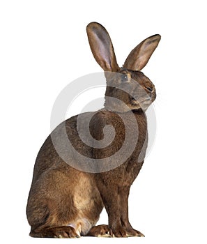 Side view of Belgian Hare