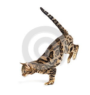 Side view of a Bengal cat jumping down, isolated