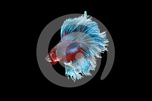 Side view of betta siamese fighting fish Giant Halfmoon Rosetail type in red purple body color and blue white fin color