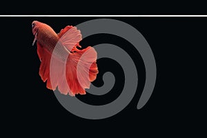 Side view of betta siamese fighting fish Halfmoon Rosetail in red color isolated on black background