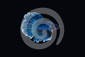 Side view of betta siamese fighting fish Halfmoon Rosetail in white blue color isolated on black background