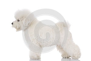 Side view of a bichon frise standing and looking away photo