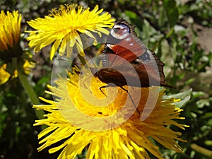 Side view of big butterfly of a peacock`s eye on a yellow dandelion .