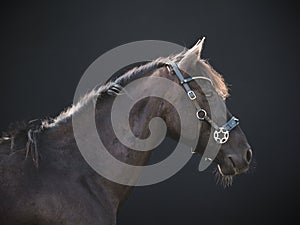 Side view of a big horse on a black background