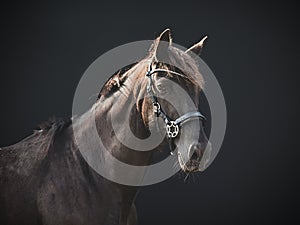 Side view of a big horse on a black background