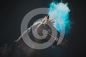 Side view of a big horse on a black background with blue powder