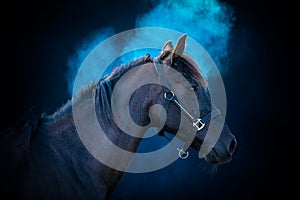 Side view of a big horse on a black background with blue powder