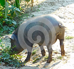 Side view of a big pig on a farm.