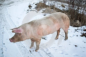 Side view of a big pig on snow