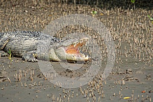 Side View of a Big, Powerful Alligator or Crocodile with Open Mouth, Revealing Formidable, Sharp Teeth