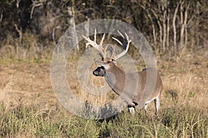 Side view of big whitetail buck
