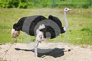 Side view of bird ostrich